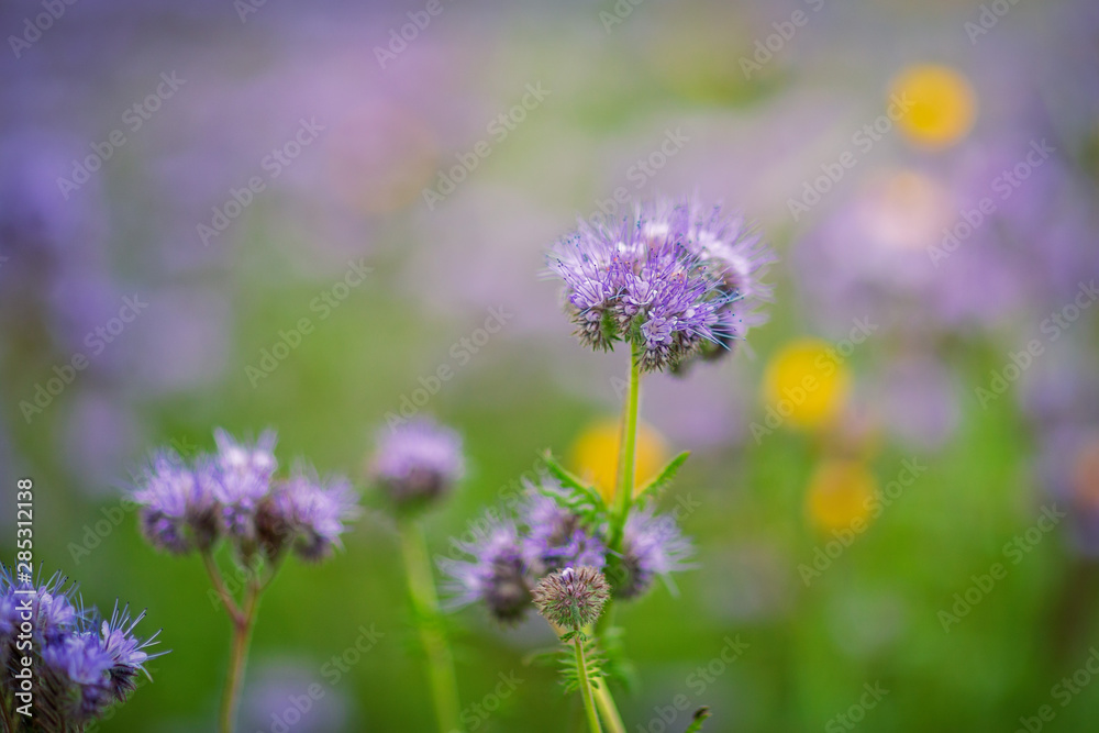 Field of phacelia in Chuvashia,filmed on a cloudy day Field of phacelia in Chuvashia,filmed on a cloudy day