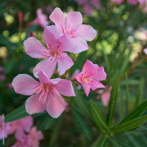 gently pink flowers on a bright sunny day