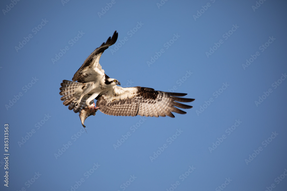 Osprey flying in beautiful blue sky. Osprey flying in beautiful blue sky.