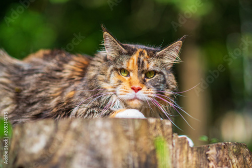 Maine Coon cat sits on a tree in the park.