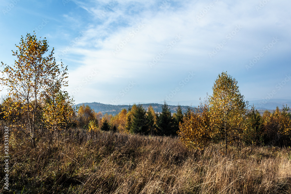 autumn forest