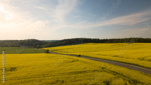 Yellow large rapeseed fields top view