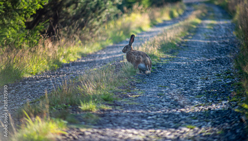 European hare look for grass near forest path