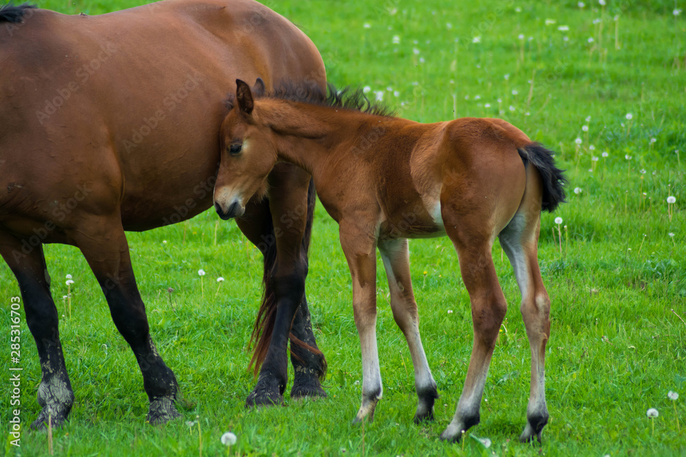 Fototapeta premium Little horse with his mother, love mother son. The cute baby pony confidently turns to its mommy. Horses Love Forever.