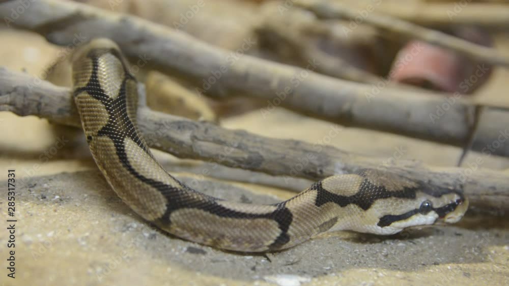 Close up python mooving in terrarium Close up python mooving in terrarium