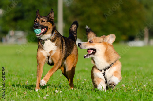 Young energetic welsh corgi pembroke is playing with half-breed dog. Corgi with a long tail. How to protect your dogs from overheating. Dogs are getting thirsty. © Таисья Корчак