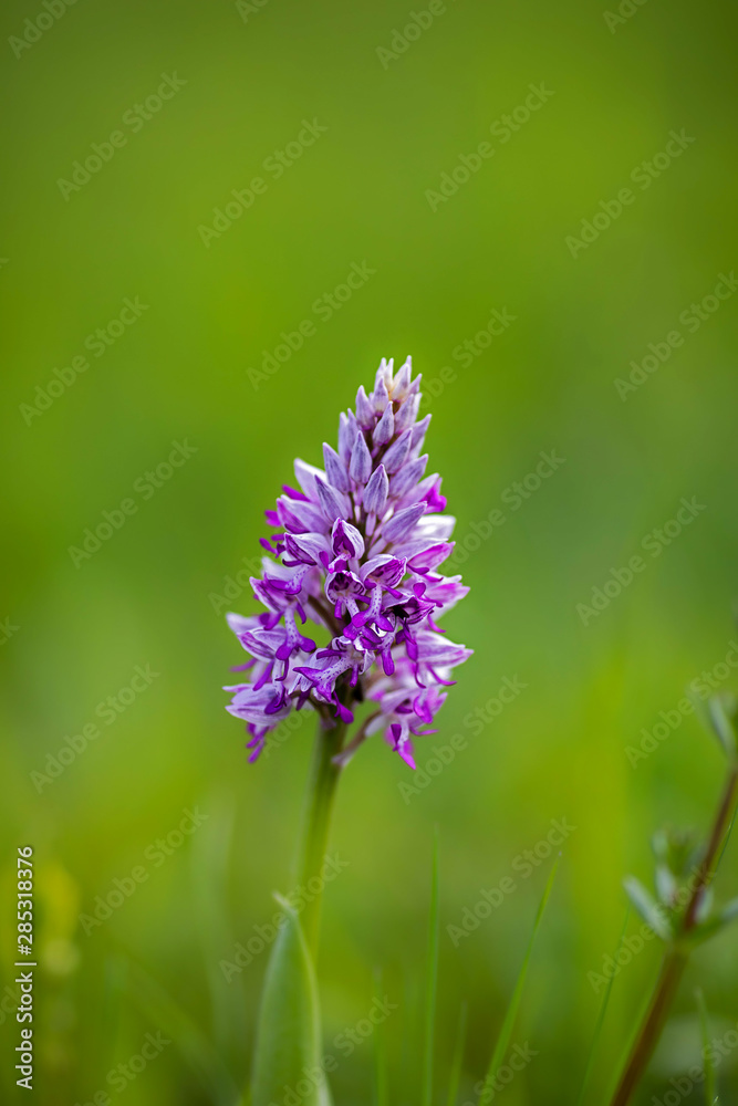 close up of a broad-leaved marsh orchid close up of a broad-leaved marsh orchid