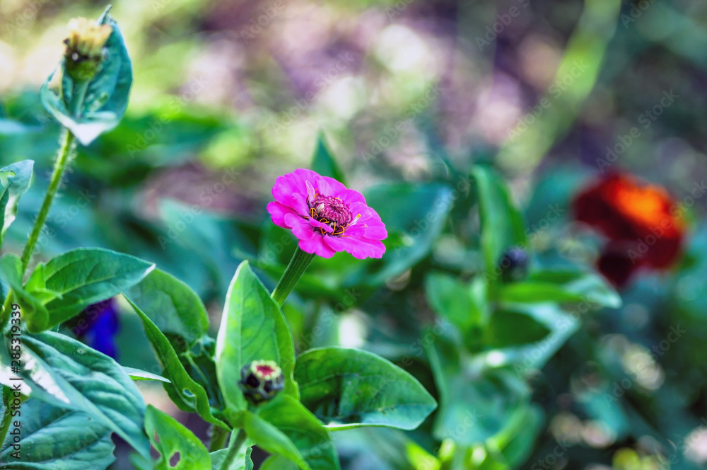 Bright pink zinnia flower, photographed closeup Bright pink zinnia flower, photographed closeup
