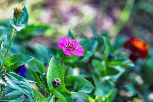 Bright pink zinnia flower, photographed closeup