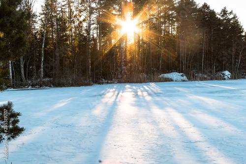 winter landscape in Sweden during the evening light  sunny day  Pine trees.