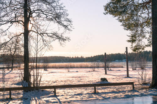 winter landscape in Sweden during the evening light  sunny day  Pine trees.