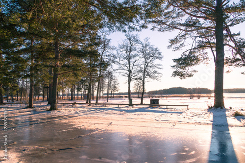 winter landscape in Sweden during the evening light  sunny day  Pine trees.