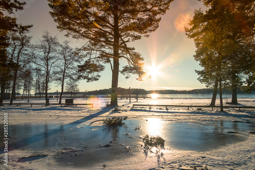 winter landscape in Sweden during the evening light  sunny day  Pine trees.