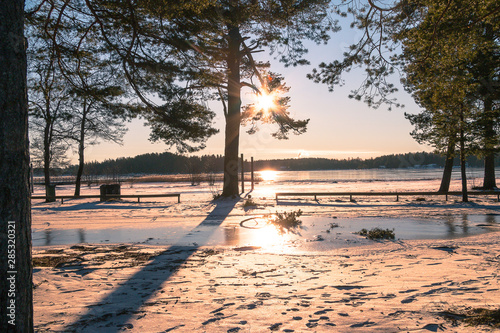 winter landscape in Sweden during the evening light  sunny day  Pine trees.