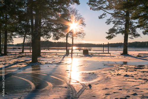 winter landscape in Sweden during the evening light  sunny day  Pine trees.