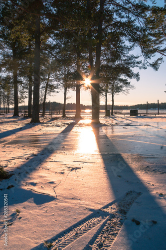 winter landscape in Sweden during the evening light  sunny day  Pine trees.