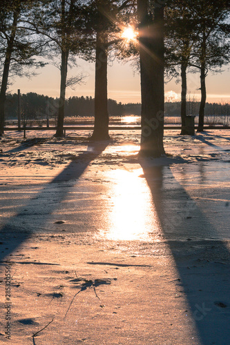 winter landscape in Sweden during the evening light  sunny day  Pine trees.