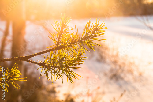 winter landscape in Sweden during the evening light  sunny day  Pine trees.