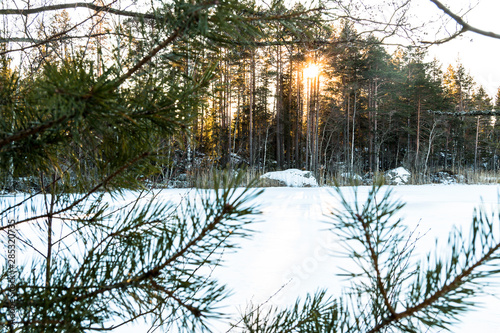 winter landscape in Sweden during the evening light  sunny day  Pine trees.