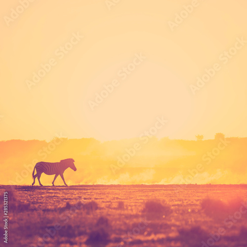 Fototapeta Naklejka Na Ścianę i Meble -  Africa Sunset Landscape