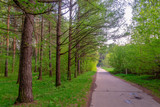 Asphalt road for walks in the park going between rowed trees