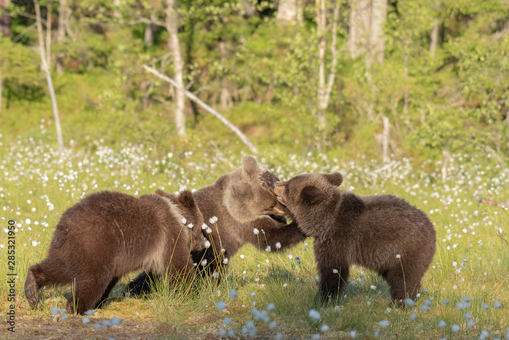 Three young Brown bears playing in the middle of the cotton grass on a Finnish bog Three young Brown bears playing in the middle of the cotton grass on a Finnish bog