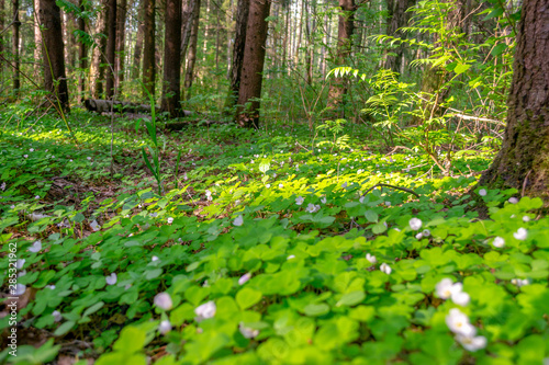 Forest glade with delicate white and pink flowers of Oxalis oregana (redwood sorrel, Oregon oxalis) next to green leaves. photo