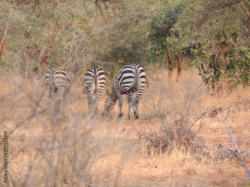 Zebras © Isabel