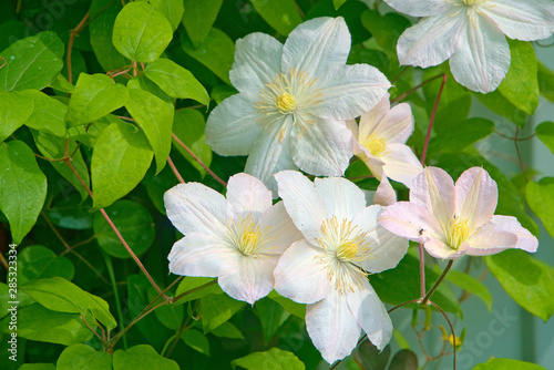 Large white clematis flowers on the branches.