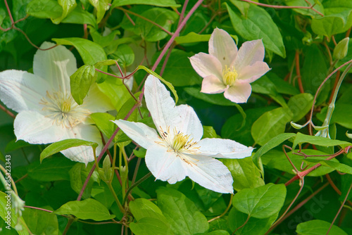 Large white clematis flowers on the branches.
