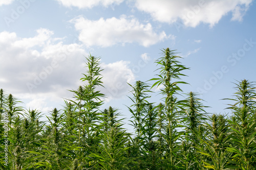 canabis on marijuana field ganja farm sativa leaf weed medical hemp hash plantation cannabis legal or illegal drug