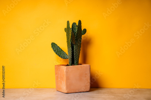 Cactus plant in a clay pot isolated, Yellow background. Succulents or cactus plant.