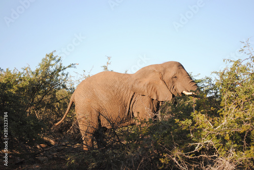 Wild elephants in a South African nature reserve