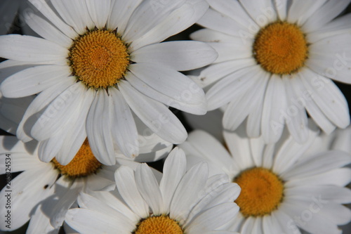 White daisies in the summer garden