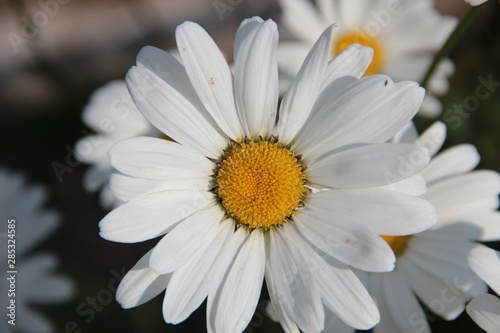 White daisies in the summer garden