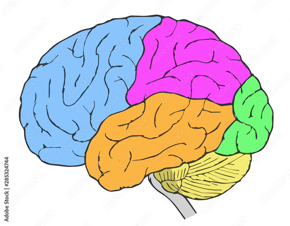 Diagram representing frontal, parietal, occipital, and temporal lobes ...