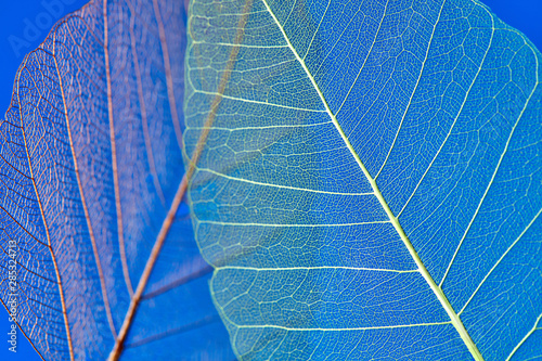 Macro photography of the structure of the leaf on a blue background. Natural background for your creavity. photo