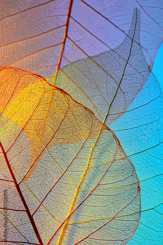 Natural background from clear skeleton leaves on a blue background. Close-up view.