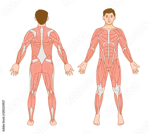 Male full body muscle diagram