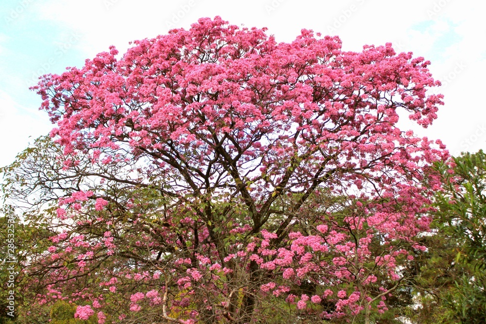  Flowering tree. Green leaves and branches with pink flowers. Spring season  