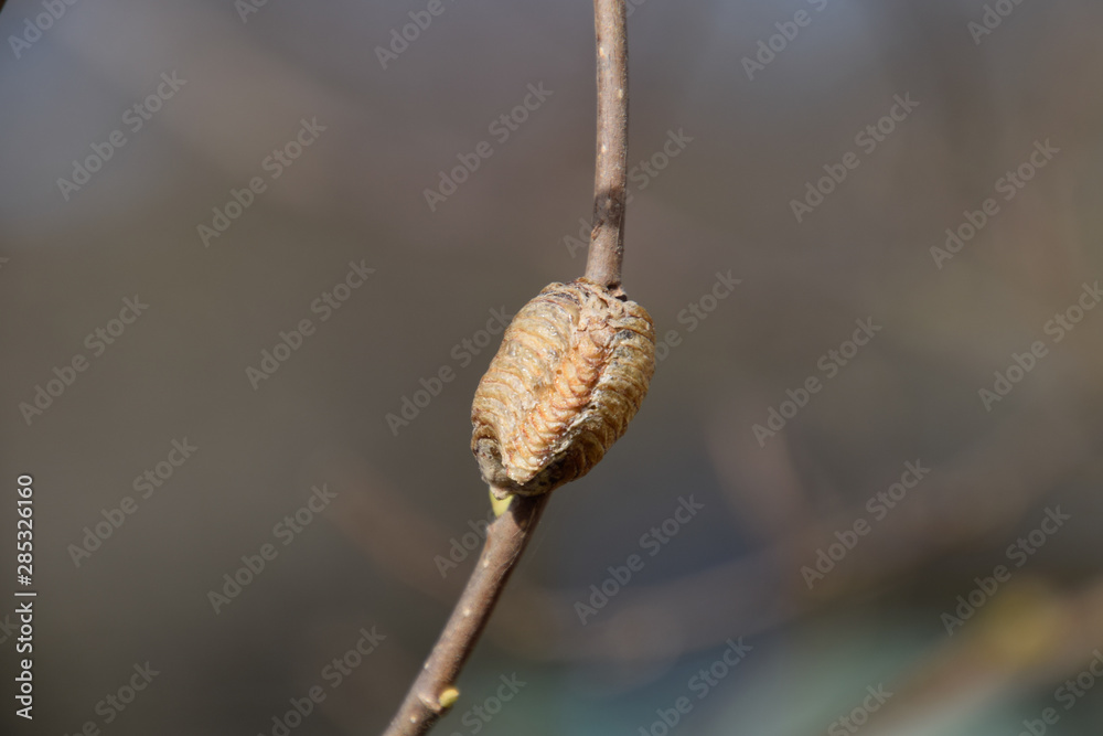 Ootheca mantis on the branches of a tree. The eggs of the insect Ootheca mantis on the branches of a tree. The eggs of the insect