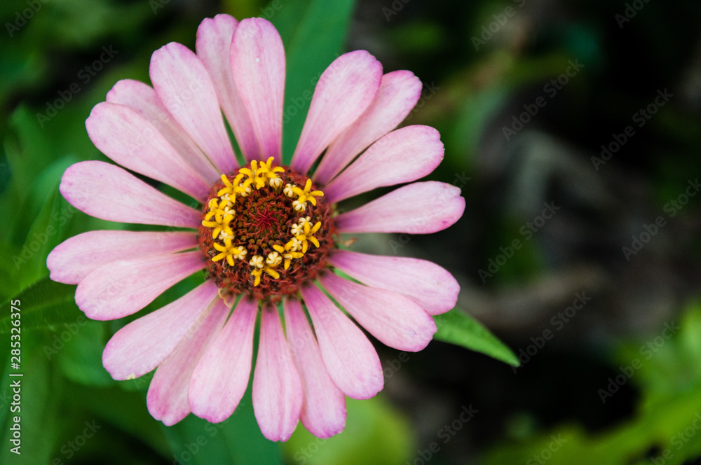Blooming flower on a backyard garden Blooming flower on a backyard garden