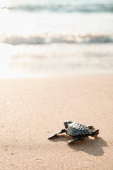 Keuken achterwand Wit Baby zeeschildpad kruipt naar oceaan  © glazunoff