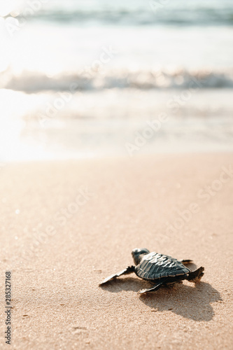 Baby Turtle on Sand Beach Going in Water Ocean © glazunoff