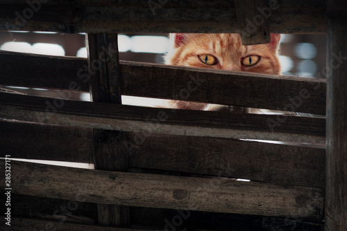 Cat Eyes