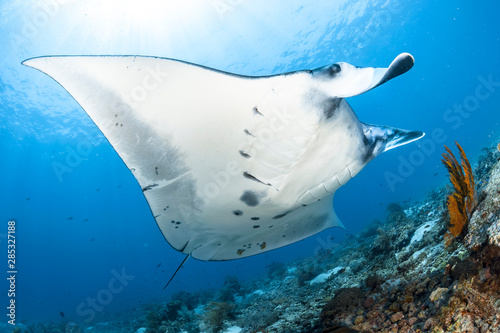 Singular Reef Manta Soaring Over Reef photo