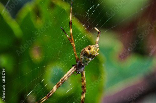detail of a yellow spider on the web
