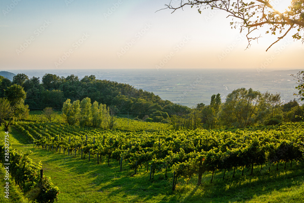 Naklejka premium Colli_Euganei_Padova_vigneto_tramonto