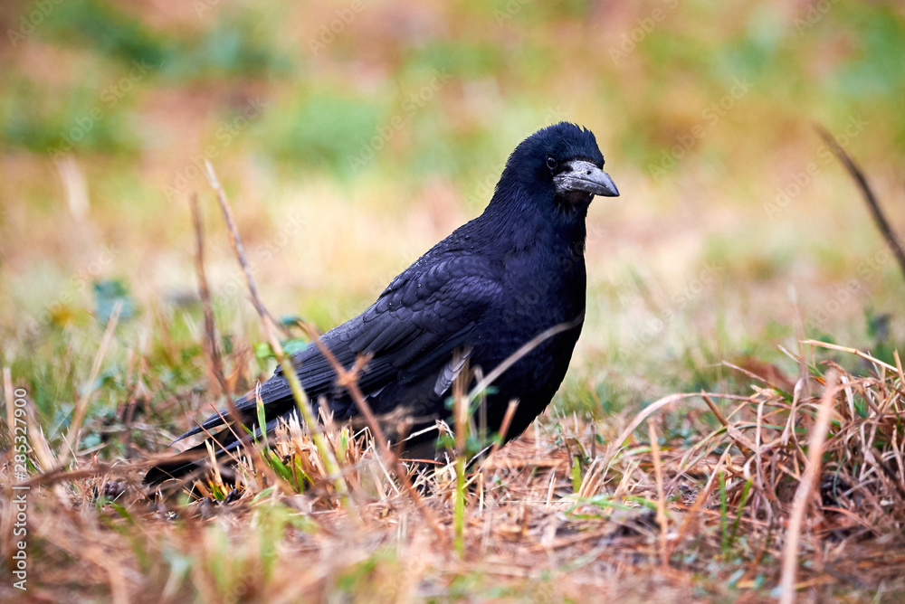 Rook (Corvus frugilegus) Sitting in the Grass Rook (Corvus frugilegus) Sitting in the Grass
