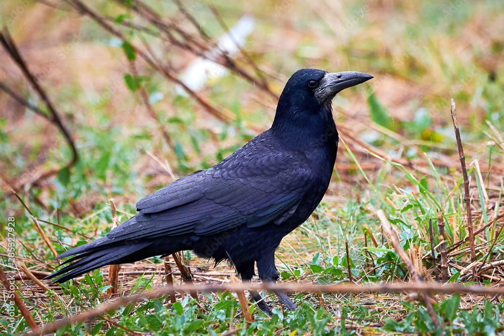 Rook (Corvus frugilegus) Sitting in the Grass Rook (Corvus frugilegus) Sitting in the Grass